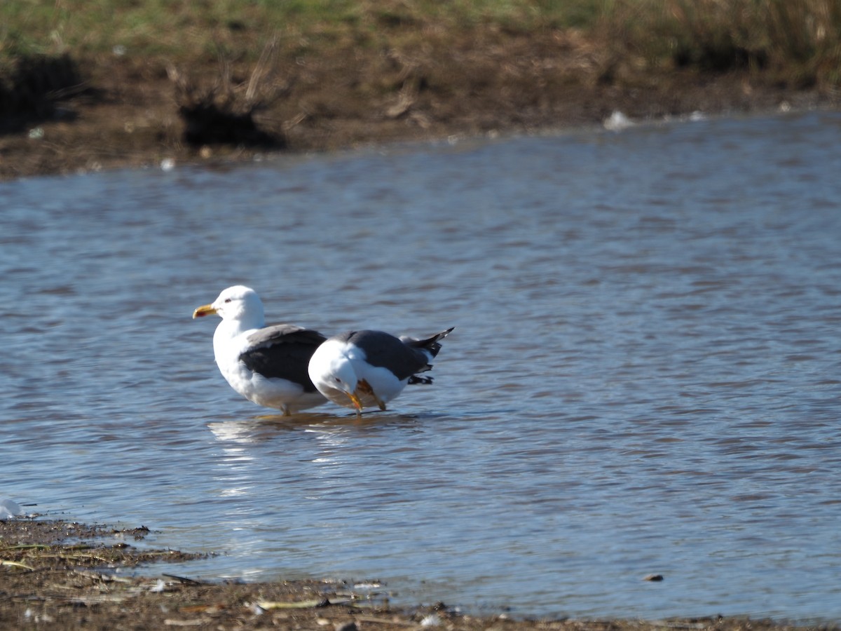 Lesser Black-backed Gull - ML326203011