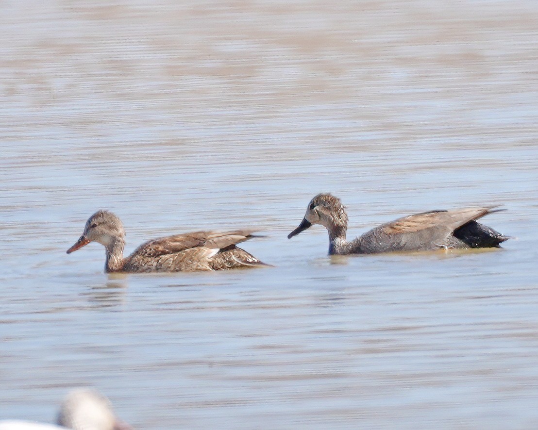 Gadwall - ML326206761