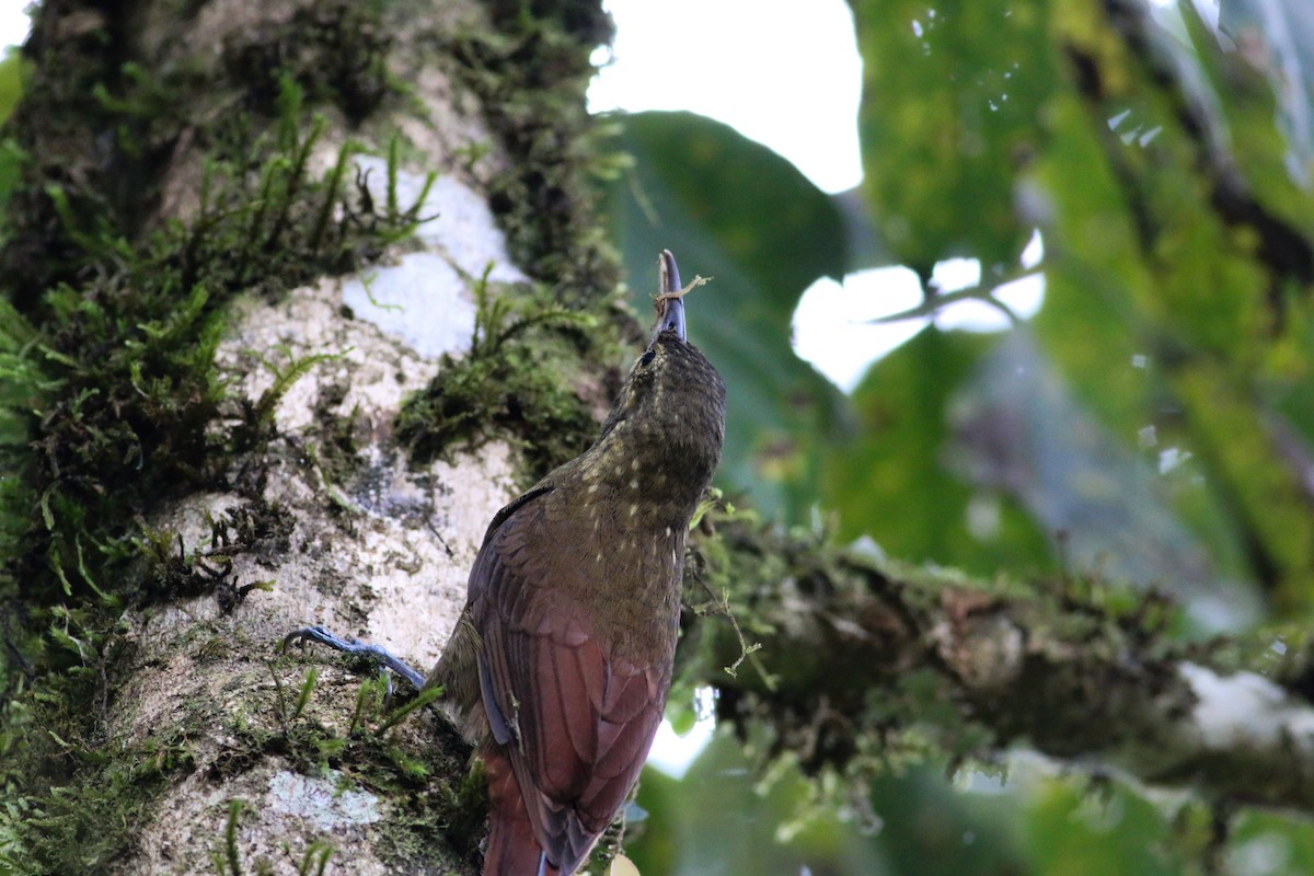 Spotted Woodcreeper - Daan van der Hoeven