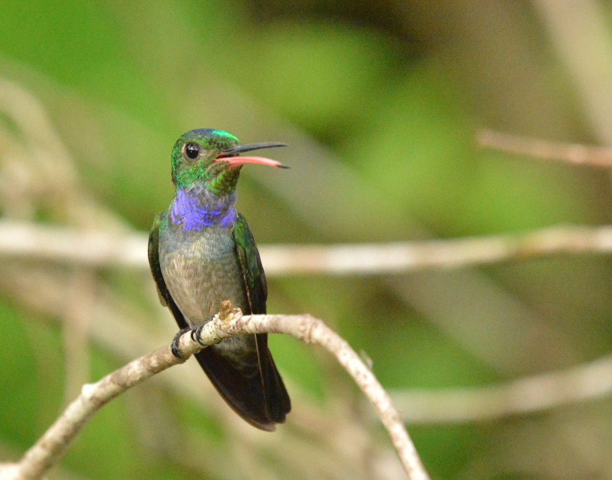 Blue-chested Hummingbird - Ricardo Aguilar