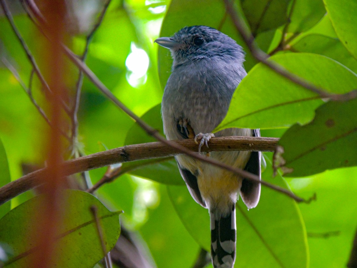 Variable Antshrike - ML326208931