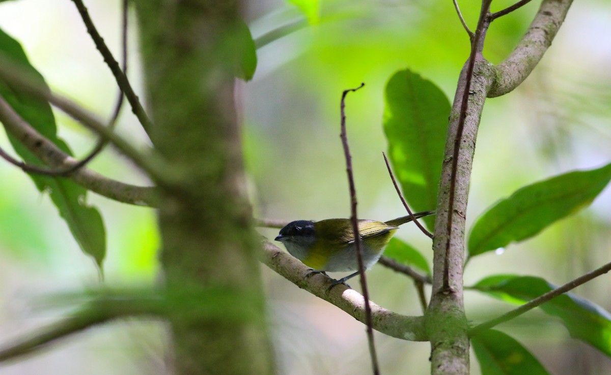 Ashy-throated Chlorospingus - ML326209721