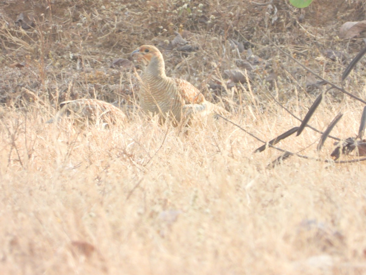 francolin/spurfowl sp. - ML326211941