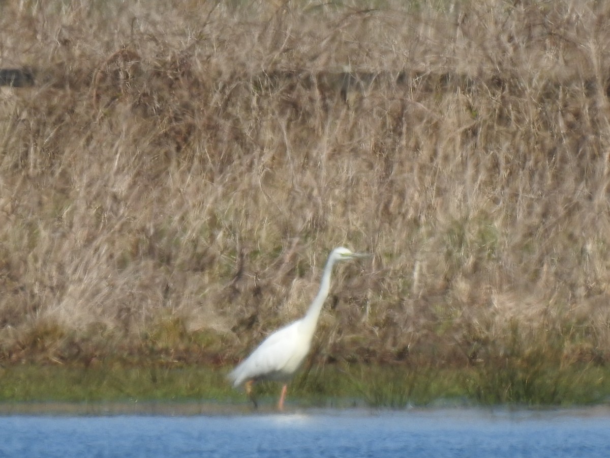 Great Egret - ML326212801