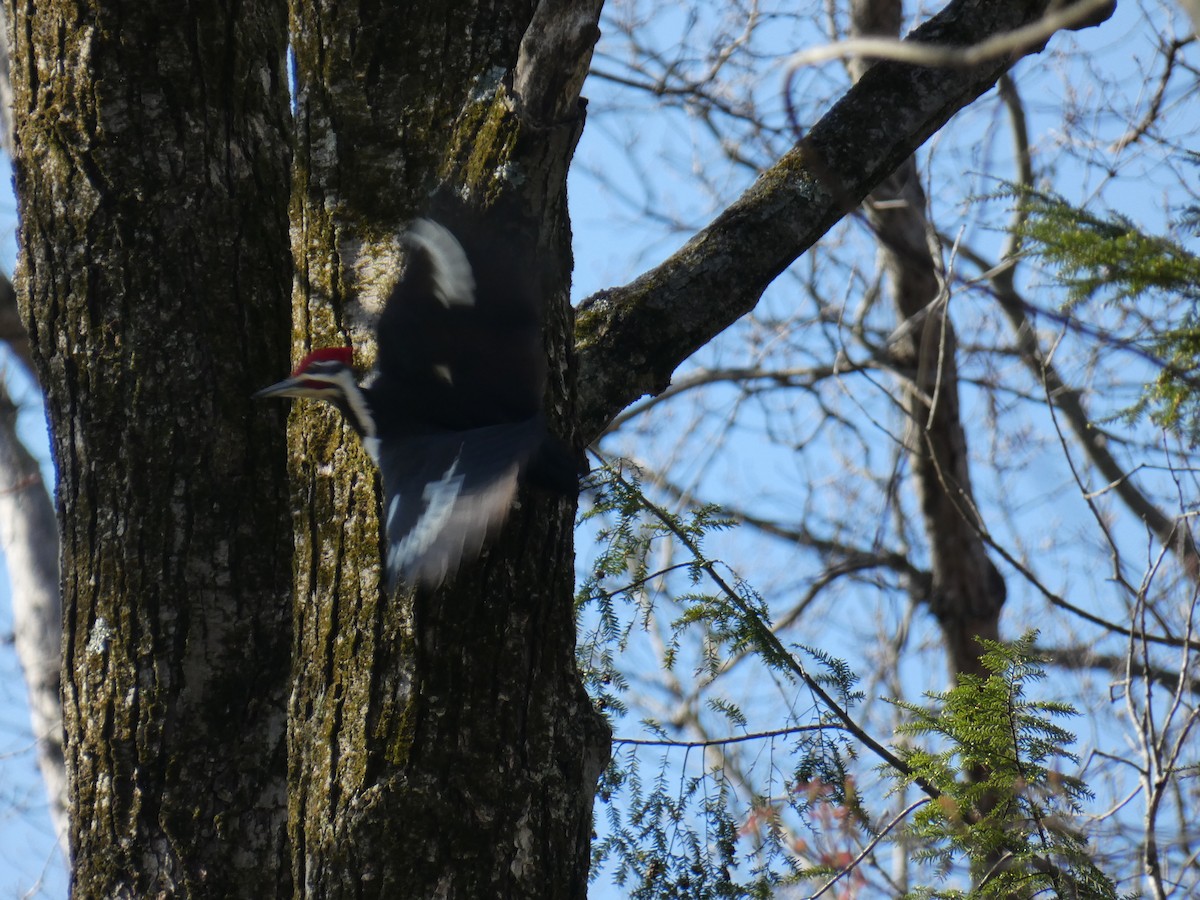 Pileated Woodpecker - ML326213801