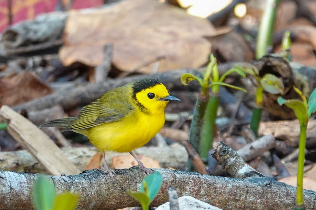 Hooded Warbler - Kathy Doddridge