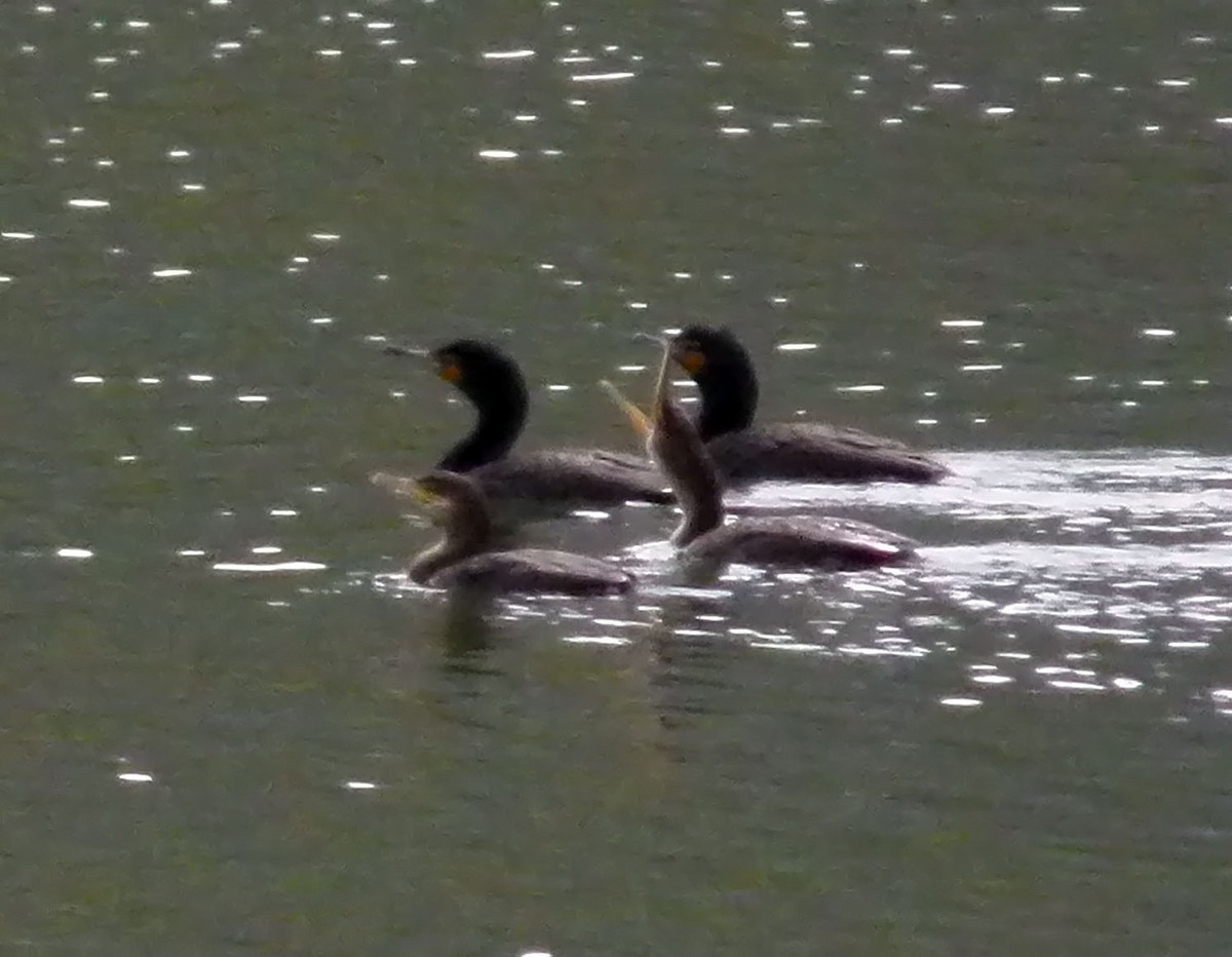 Neotropic Cormorant - ML326215381