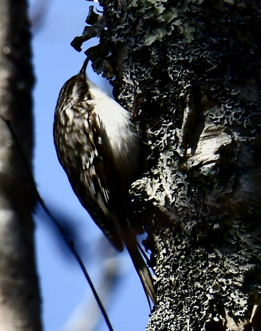 Brown Creeper - Gary Roberts