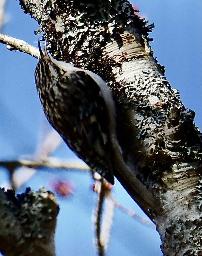 Brown Creeper - ML326215841