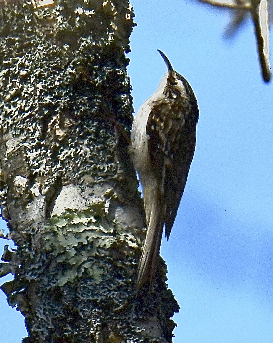 Brown Creeper - ML326215851