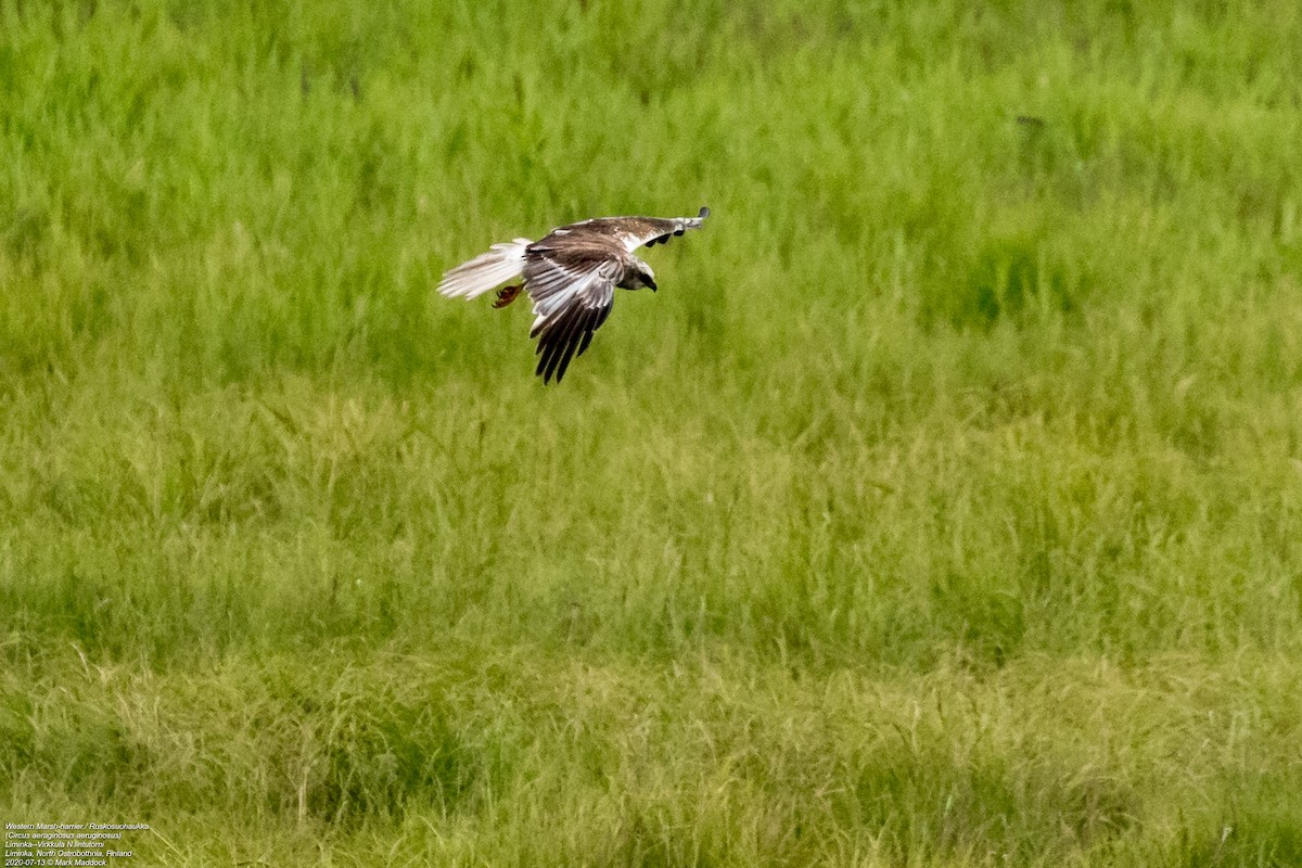 Western Marsh Harrier - Mark Maddock