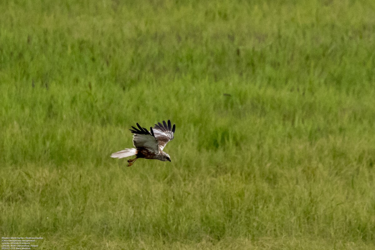 Western Marsh Harrier - Mark Maddock