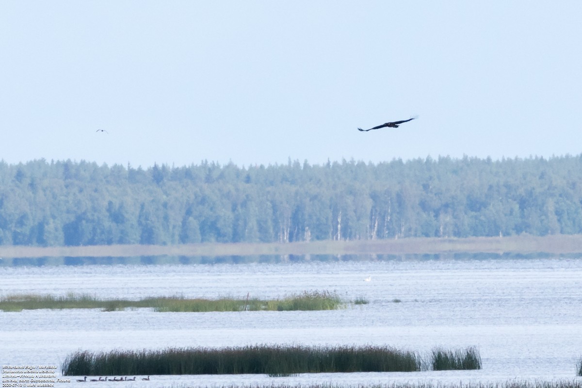 White-tailed Eagle - Mark Maddock