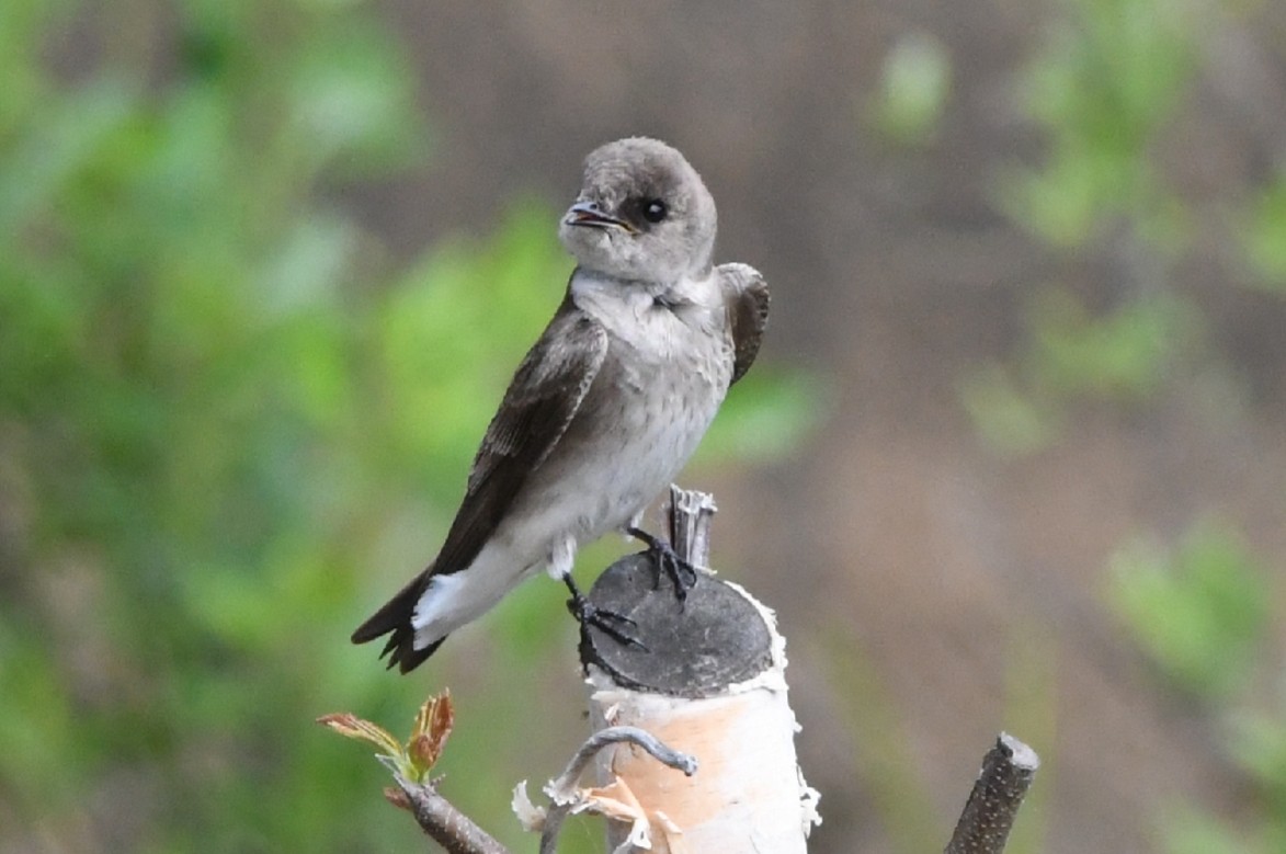 Northern Rough-winged Swallow - ML326216561