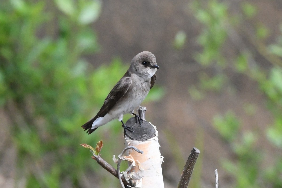 Northern Rough-winged Swallow - ML326216851