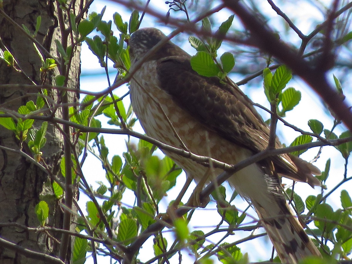 Sharp-shinned Hawk (Northern) - ML326216941