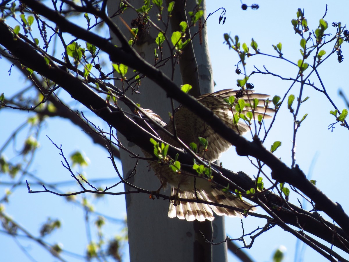 Sharp-shinned Hawk (Northern) - ML326216951