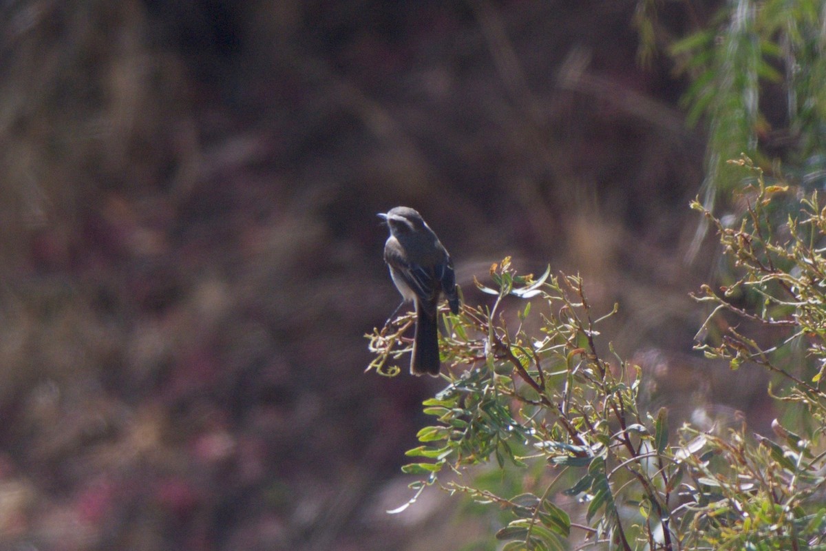 White-browed Chat-Tyrant - ML32621761