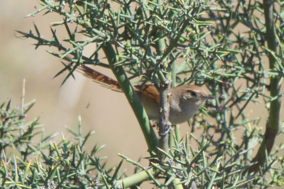 Rusty-fronted Canastero - Cory Gregory