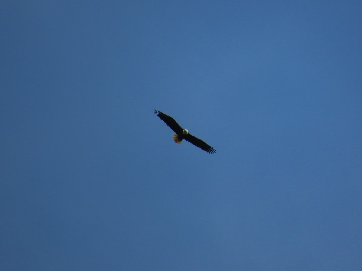 Bald Eagle - ML326220041