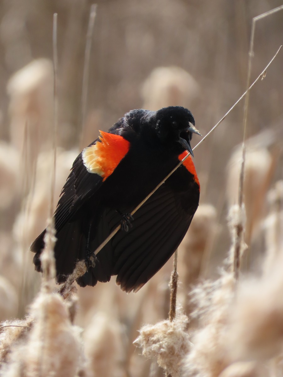 Red-winged Blackbird - ML326220201