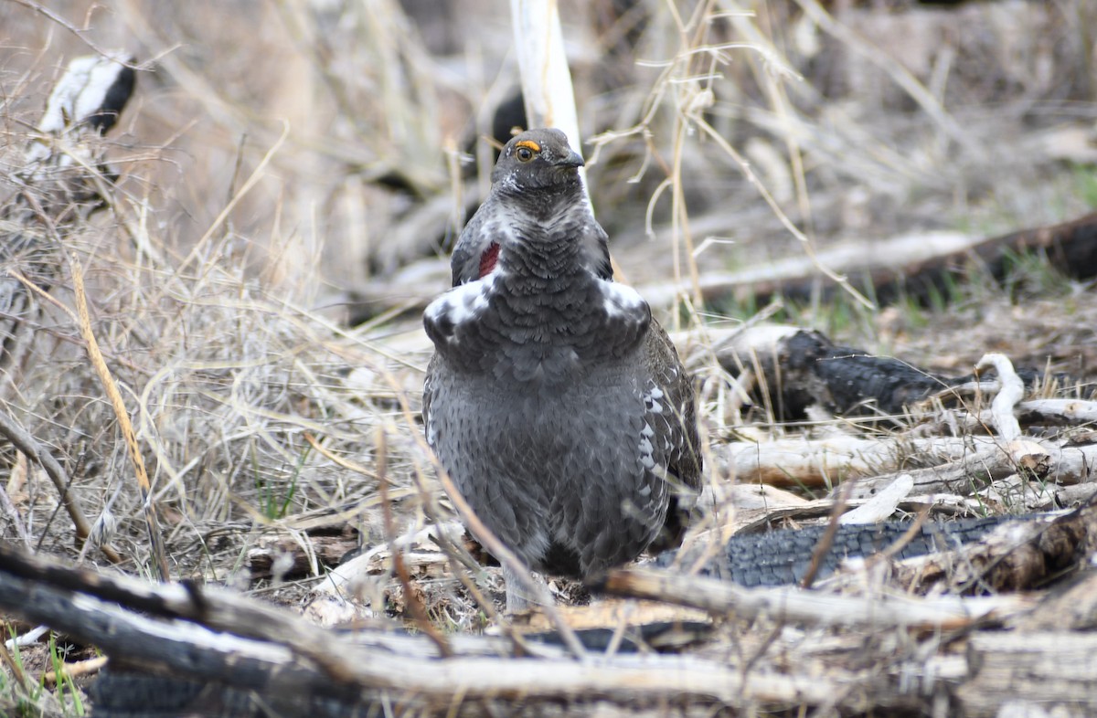 Dusky Grouse - ML326220541