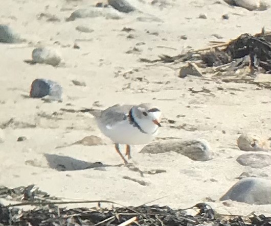 Piping Plover - ML326220551