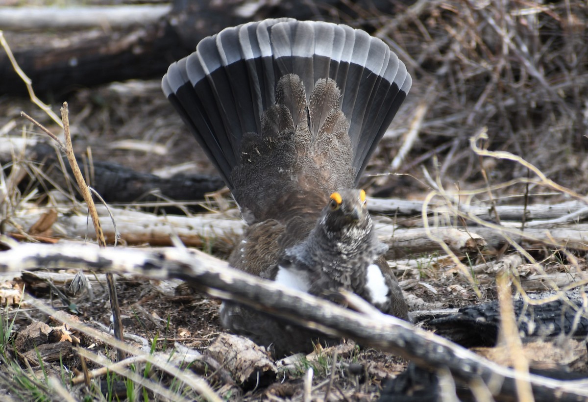 Dusky Grouse - ML326220661