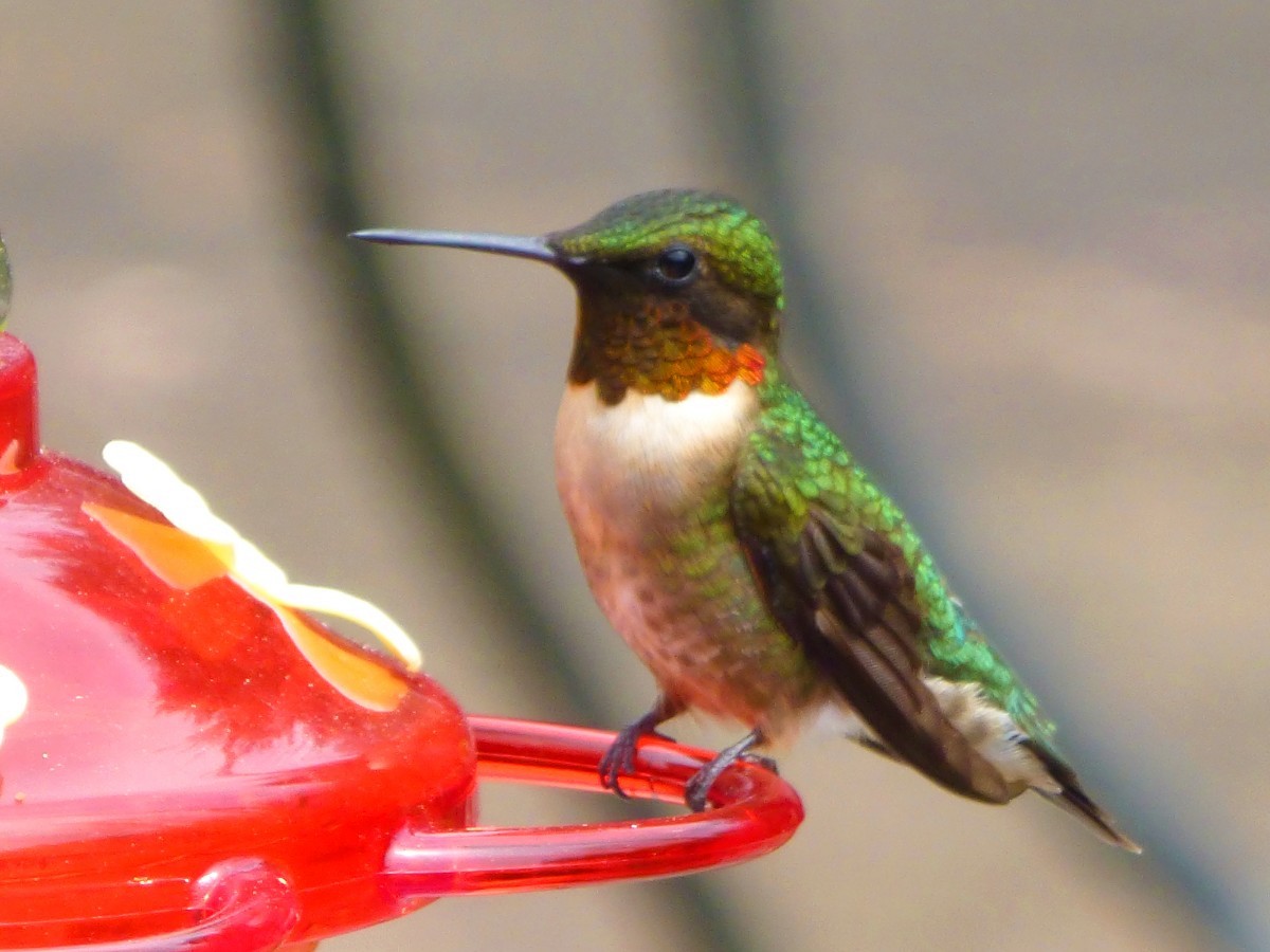 Ruby-throated Hummingbird - ML326220961