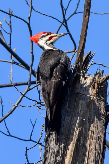 Pileated Woodpecker - ML326222371
