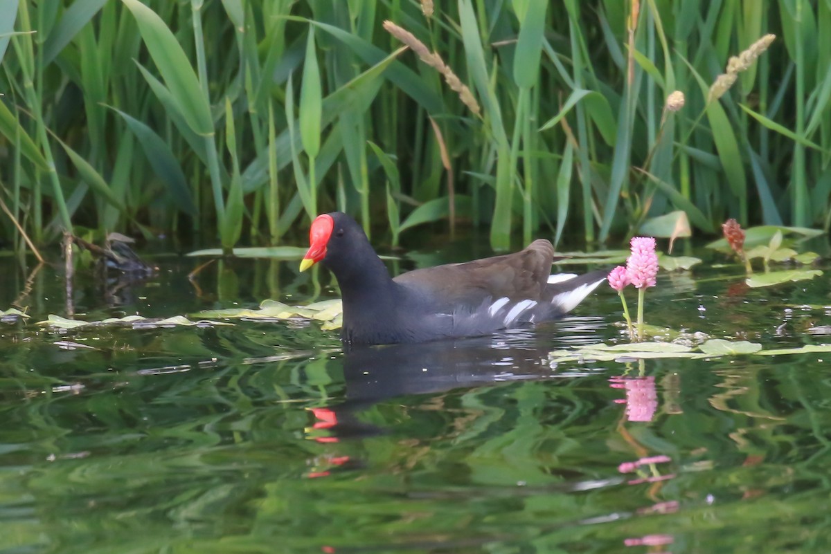 Eurasian Moorhen - ML326224971