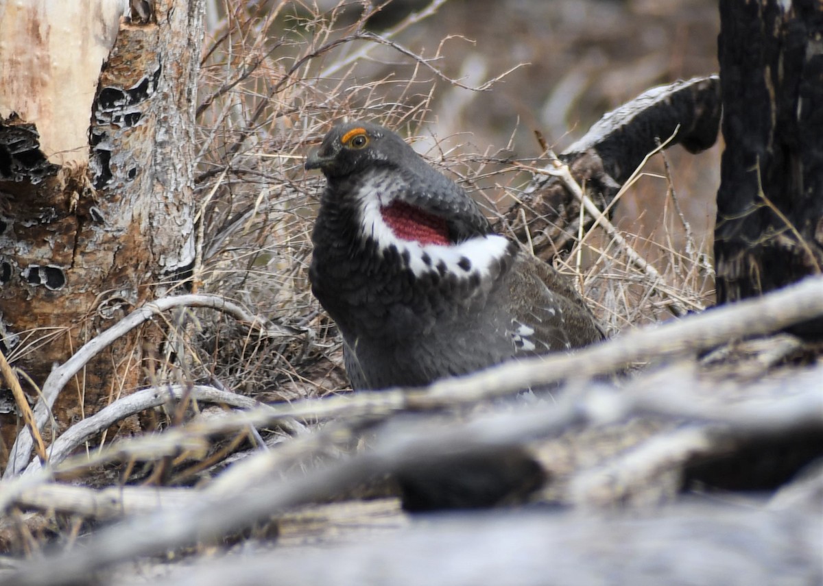 Dusky Grouse - ML326225211