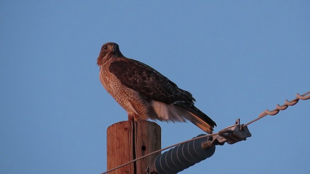 Red-tailed x Ferruginous Hawk (hybrid) - ML326225341