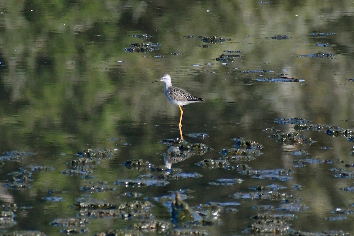 Lesser Yellowlegs - ML326225421