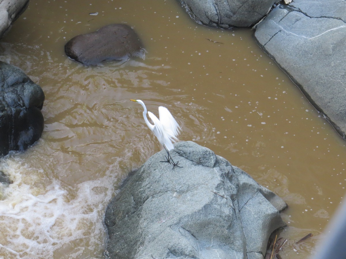 Great Egret - ML326229701