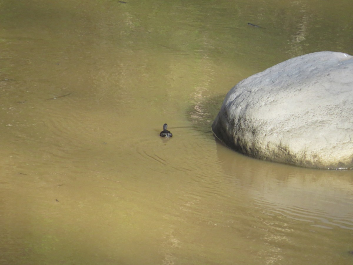 Least Grebe - ML326230091