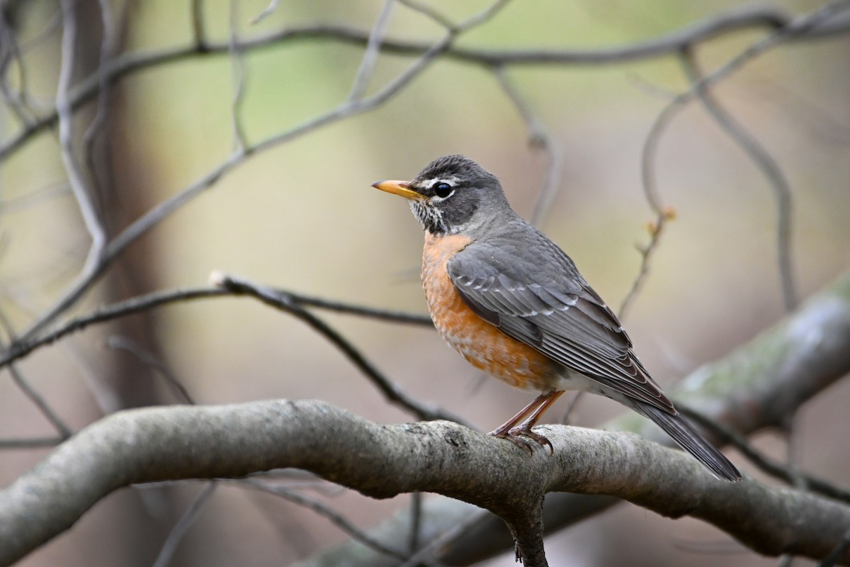 American Robin - ML326230721