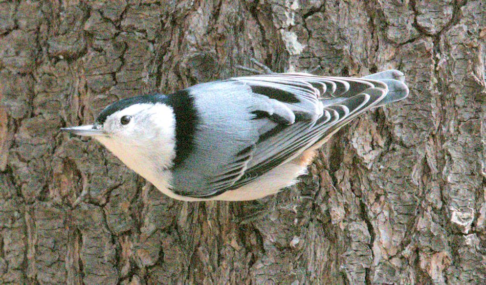 White-breasted Nuthatch - ML326231921