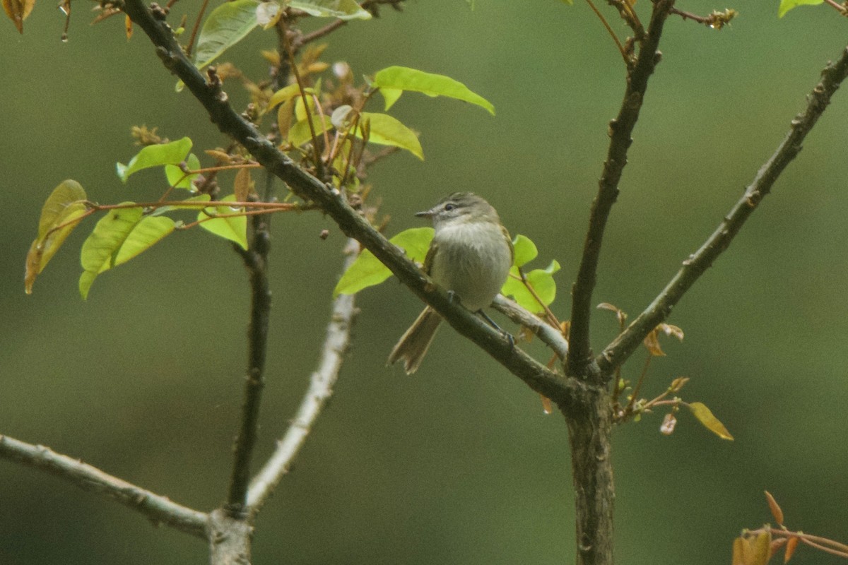 Sclater's Tyrannulet - ML32623211