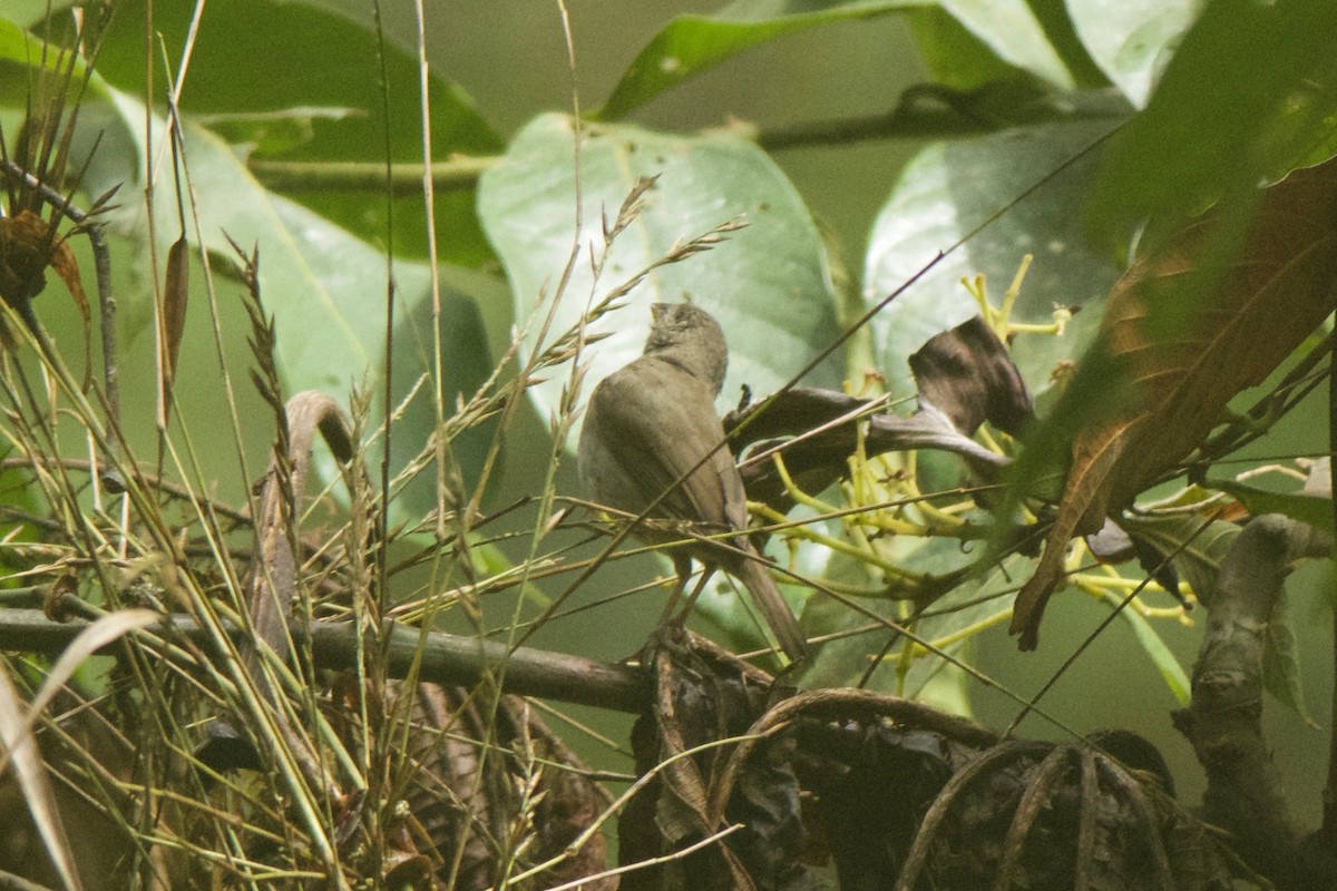 Dull-colored Grassquit - ML32623301