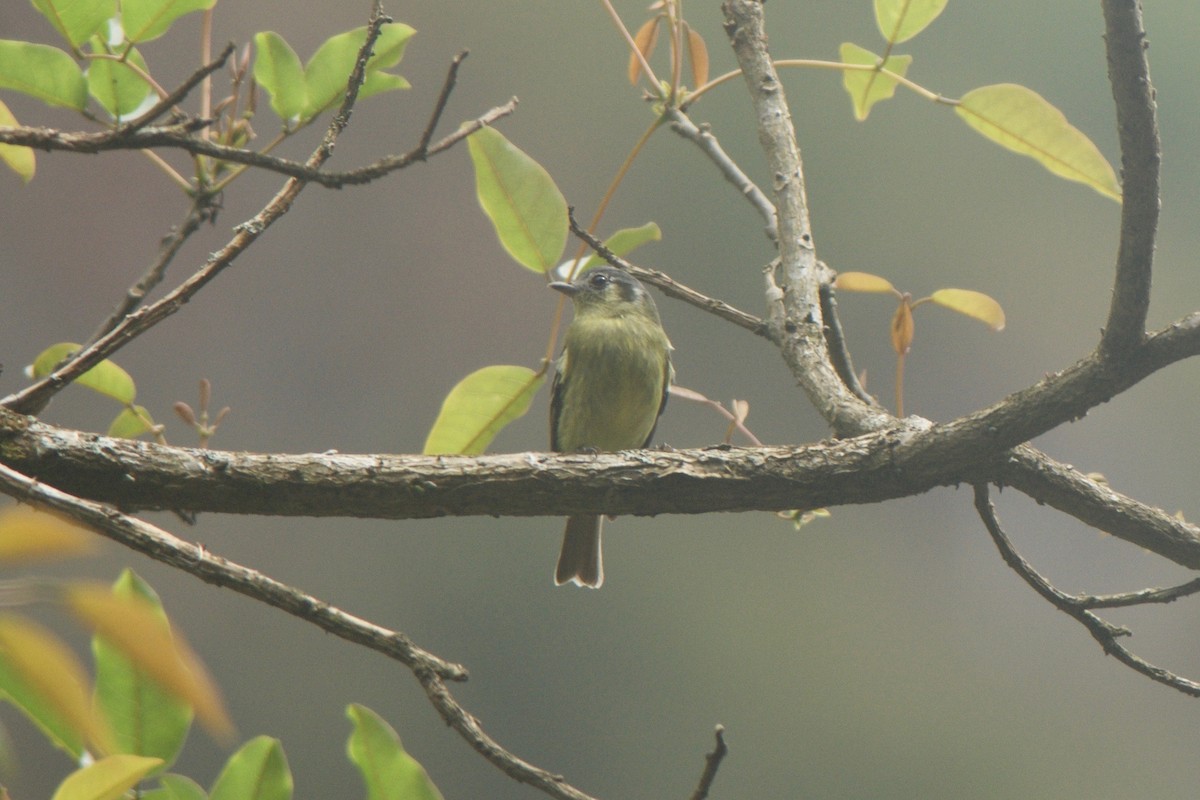 Ashy-headed Tyrannulet - ML32623321