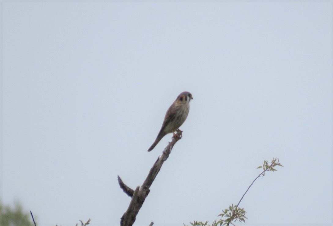 American Kestrel - ML326233551