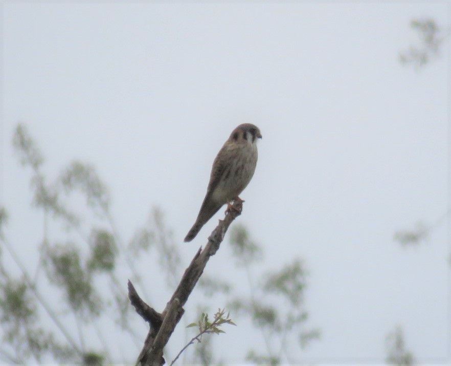 American Kestrel - ML326233561