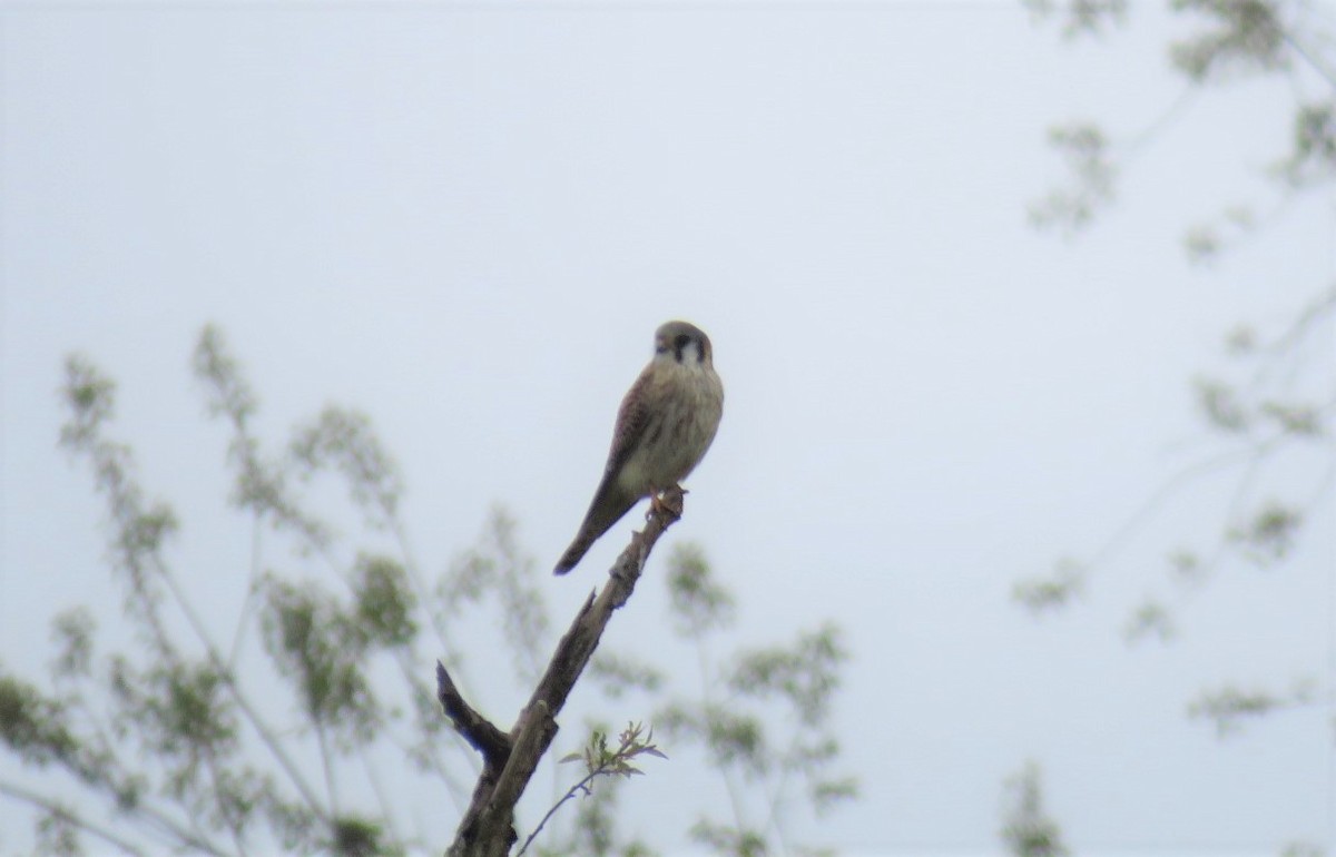 American Kestrel - ML326233591