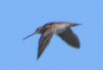 Wilson's Snipe - ML326235151