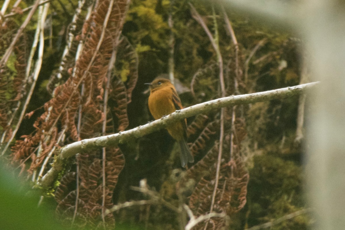 Cinnamon Flycatcher - ML32623571