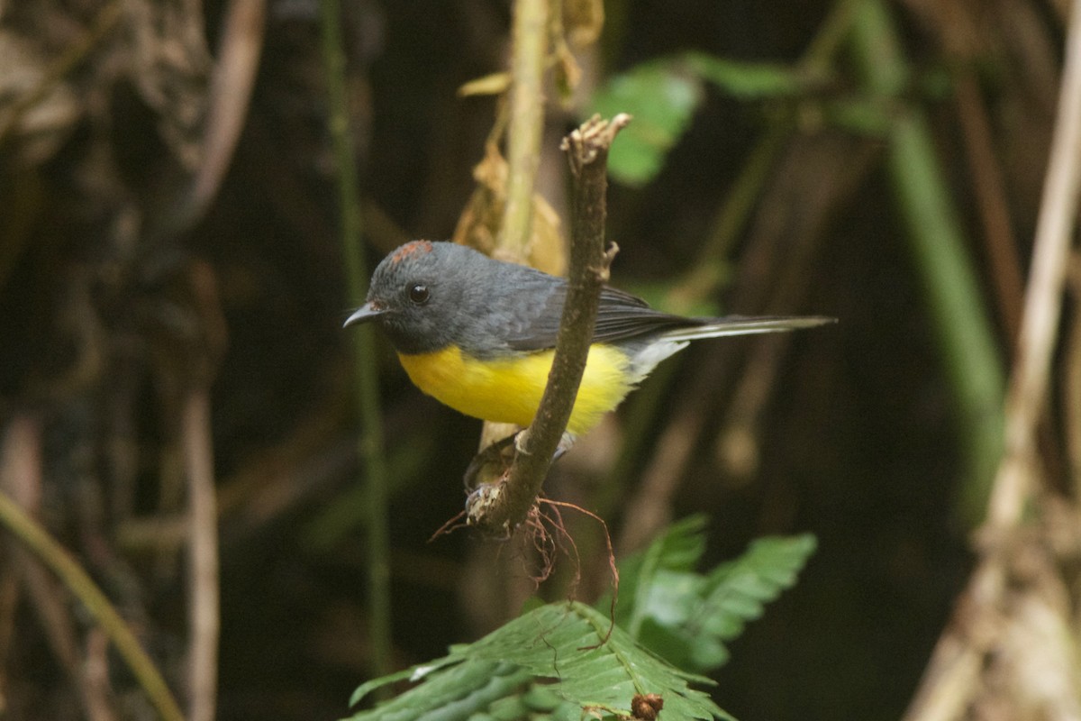 Slate-throated Redstart - Cory Gregory