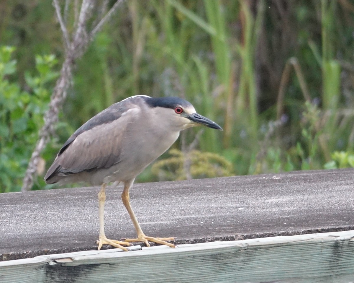 Black-crowned Night Heron - Michael DeWispelaere