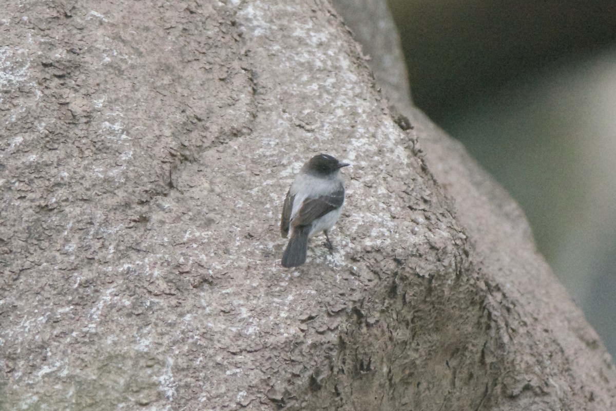 Torrent Tyrannulet - ML32623651