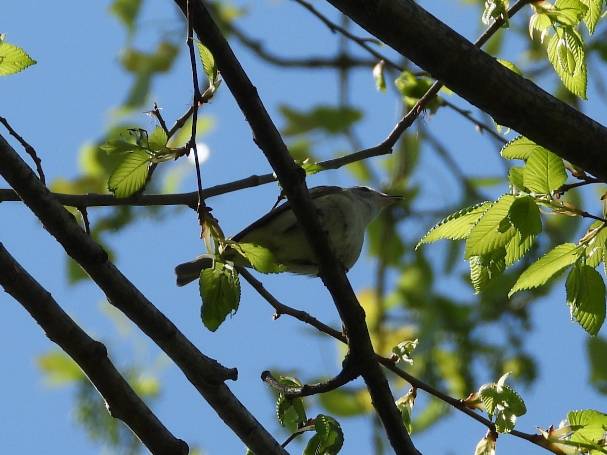 Warbling Vireo (Eastern) - ML326237621